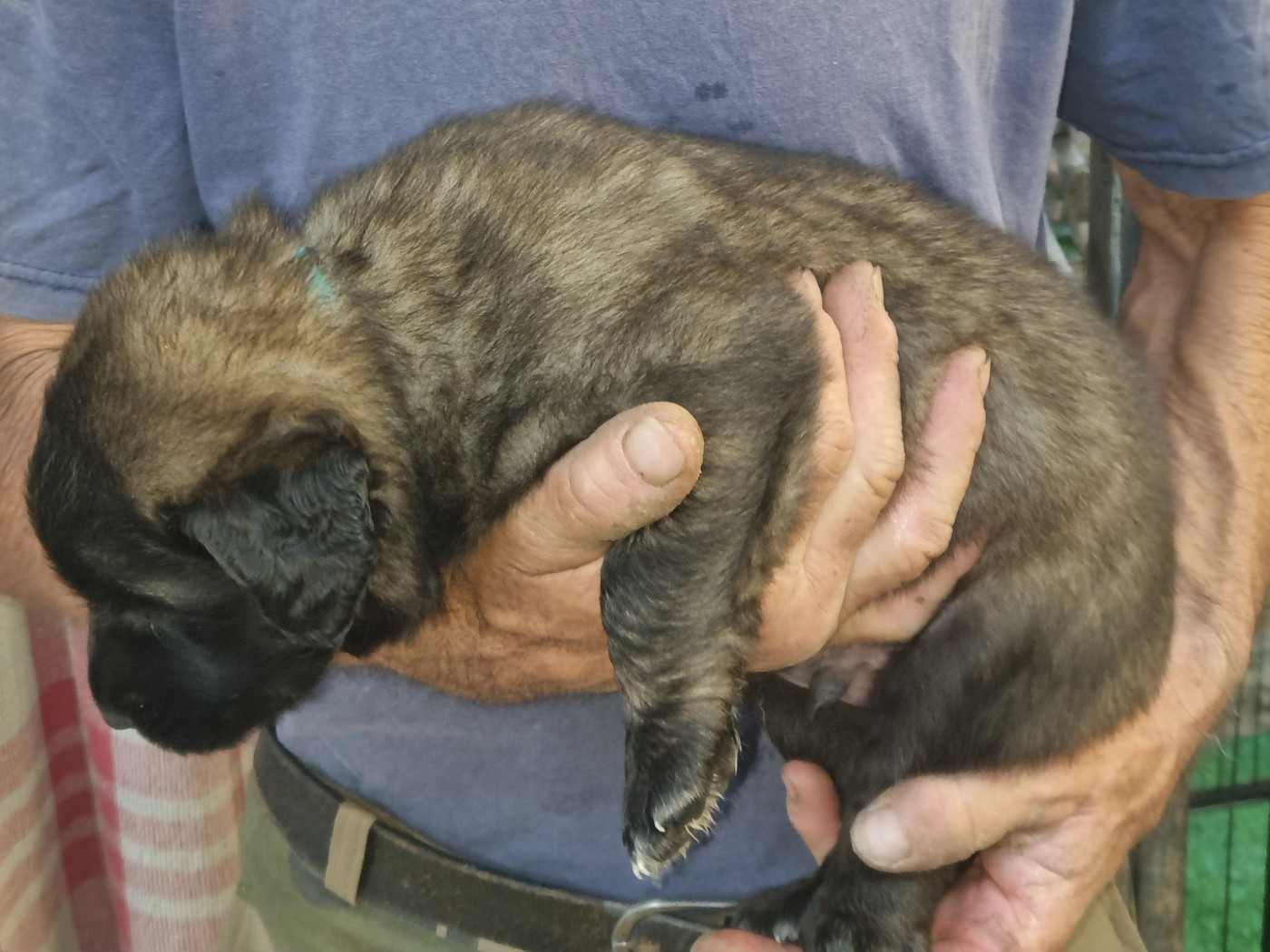 Du Temple De Jupiter - Chiots disponibles - Leonberger